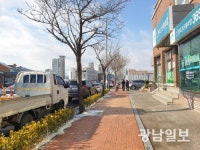 진도군, 컬러관목 식재 도심 조성