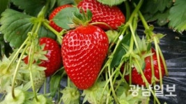 곡성군, 맘愛담은딸기 해외시장 개척 포문