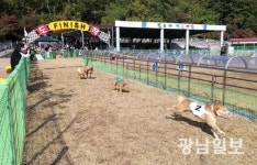 진도군, 진도개테마파크 볼거리 ‘풍성’