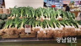 고흥 거금도 햇양파 ‘프리미엄 시장’ 진출