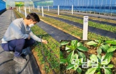 전남농업기술원, 틈새 소득작목 쑥부쟁이 육성