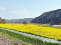 [사진뉴스]장흥군 유치면에 펼쳐진 ‘노란 물결’