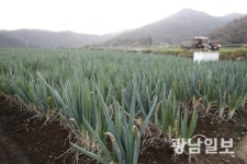 진도군, 겨울대파 적정 면적 재배 홍보