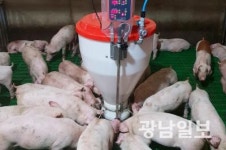 전남농업기술원, 2세대 돼지 스마트 축산 선도