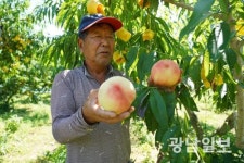 해풍 맞은 해남 복숭아 수확 한창