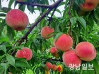 화순 복숭아 주품종 ‘딱복’ 본격 출하