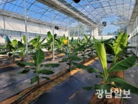 영암군, 기후변화대응 아열대작물 실증시험포 조성