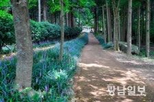 [사진뉴스] ‘맥문동’으로 수놓아진 정남진 편백숲 우드랜드