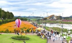 장성군, 황룡강 노란꽃잔치 취소