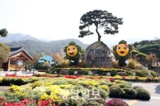 영암군, 국화향으로 물들다