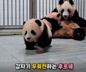 푸바오 동생 쌍둥바오 근황 화제... 걸음마 시작
