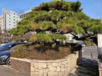 109년 유성호텔은 사라져도 소나무로 남는다