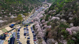 2024 금산 보곡산골 산벚꽃축제 성료