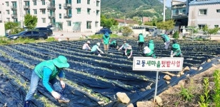 제천시 교동 새마을지도자협의회, 사랑의 고구마 심기 행사 가져