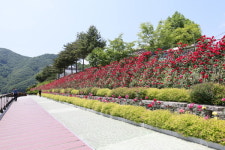 단양군, 단양강변 장미터널 장미꽃 만개