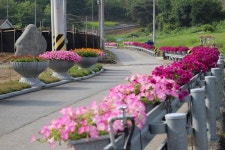 음성군 금왕읍 용계2리 마을정원, 봄꽃 향연