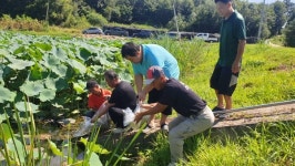 충주시, 버들붕어 방류 통해 토종어류 살리기 나서