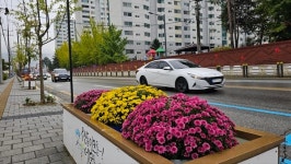 충주시 시화(市花) 국화, 용산동 형설로 구간에 만개