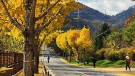 대청호수로,  자전거 자유여행코스 60선 선정