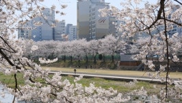 영동군 전역에 봄의 향연 벚꽃 만개…
