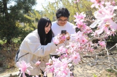 2025 전국 봄꽃 축제 일정 총정리