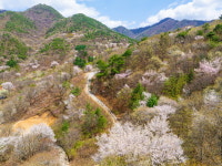 보곡산골 산벚꽃축제 성료 ··· 9일간의 여정 마무리