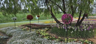 꽃향기 가득한 청주시 무심천 ··· 꽃정원 15만 본 만개