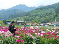 충주 수안보면 주민자치위원회, 주민과 함께 작약꽃밭 조성