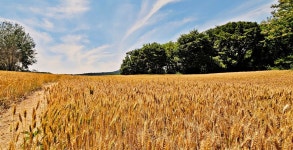 성심당 밀밭, 첫 도전의 감격