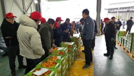 감고을 영동군, 명품 곶감 본격 출하