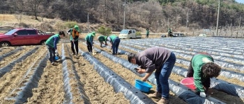 영동군 상촌면새마을지도자회·부녀회, 사랑의 감자 심기 행사