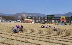 논산 백석초, 동문 사랑으로 푸른 잔디 운동장 만들다