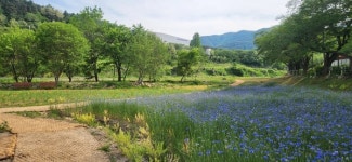 충주 수안보, 꽃으로 물든 온천 도시 변신 ··· 새로운 볼거리 선사