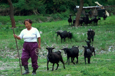 월성- 편익은 온국민, 대가는 원전 인근 주민?