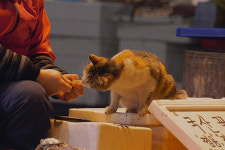 [관람가이드] 야옹 치명적인 매력 <고양이 집사>