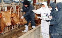  충북 보은 한우농가 구제역 O형 확진 판정 