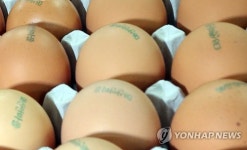  농식품부 계란 수급 위해 16일부터 일부 유통 실시 