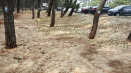  [단독] 비소 오염 토지서 산림욕?…서천 송림숲, 중금속 노출 위험 