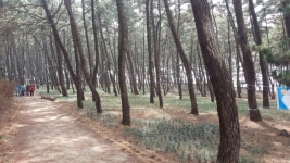  [단독] 비소 오염 토지서 산림욕?…서천 송림숲, 중금속 노출 위험 