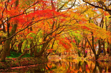  단풍 명소, 영덕 칠보산 가을 여행과 제철 영덕 대게! 