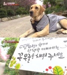  TV 동물농장 은봉산 안내견 (복)땡이, 산행길+뷰 포인트 안내까지 척척 