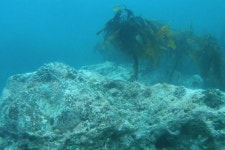  독도 앞바다 바다사막화로 신음…해수부, 성게 등 제거 작업 추진 