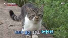 동물농장 10마리 품종묘 유기사건 죽든 살든 난 몰라 하고 버린 것