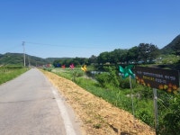 경남 사천시 사천강 황화코스모스 꽃길, 색색깔 무늬 옷