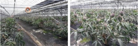 부산시 강서구서 ‘제1호 무농약 애플망고’ 생산