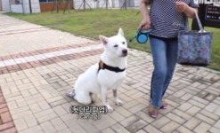 동물농장 사과, 장애견에 뒷다리 파업…경악스러운 자막