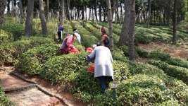 부산 기장군농업기술센터, 자연학습원 차밭 개방