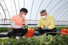 예천 참외 첫 출하