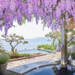 파라다이스호텔 부산, 야외 온천 라벤더 힐링 봄꽃 스파 오픈