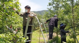 [포토] 의성군의회, 옥산면 사과농가 일손 도와